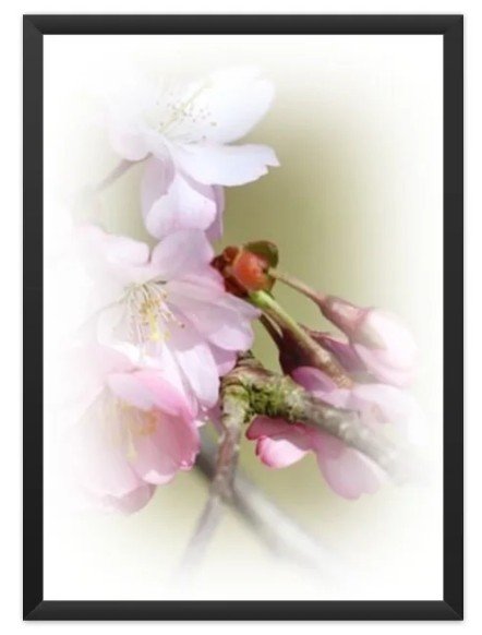 Poster Floral 08