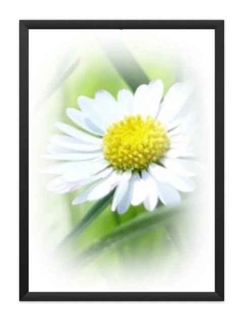 Poster Floral 04