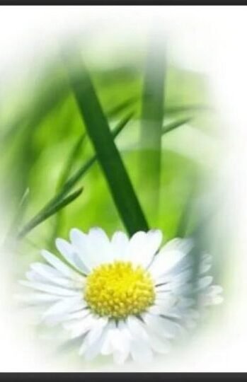 Poster Floral 01